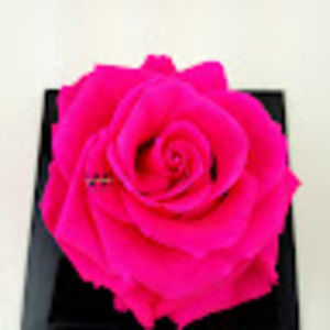 Meet your Posher, Yen